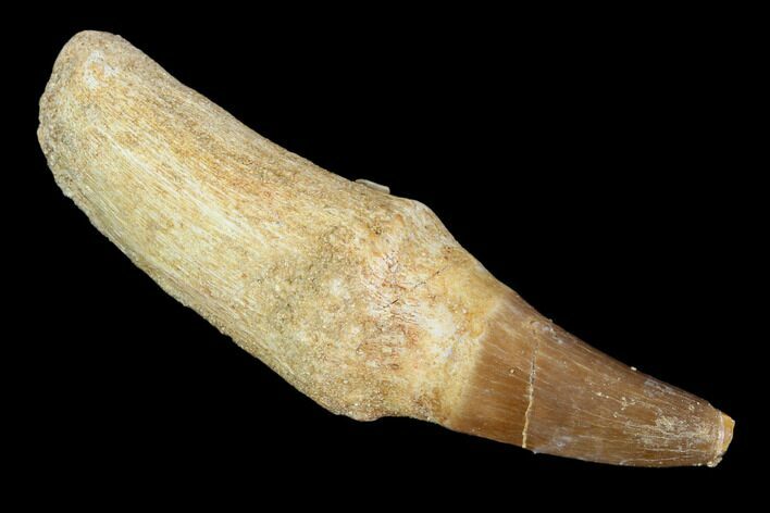 Fossil Rooted Mosasaur (Eremiasaurus) Tooth - Morocco #117001
